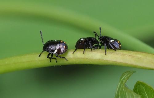 Nezara viridula